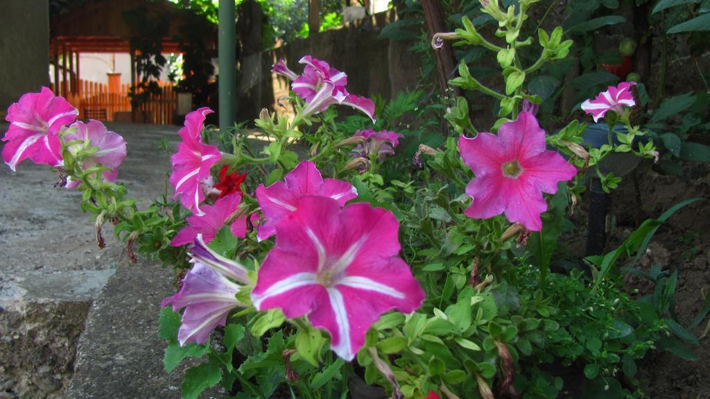 Guesthouse Elena Belogradchik Εξωτερικό φωτογραφία